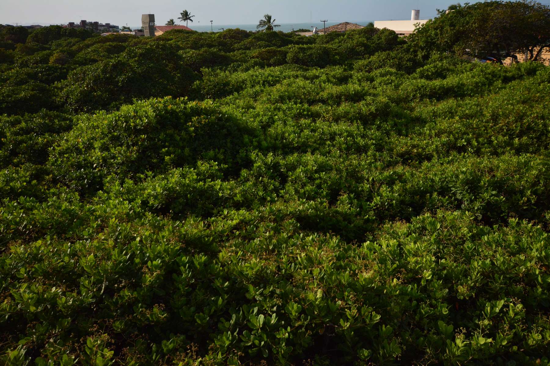 SAES 2015 - Natal