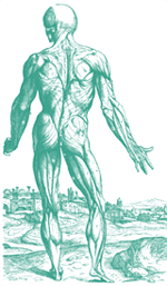 Vesalius. Renascença, Itália.
